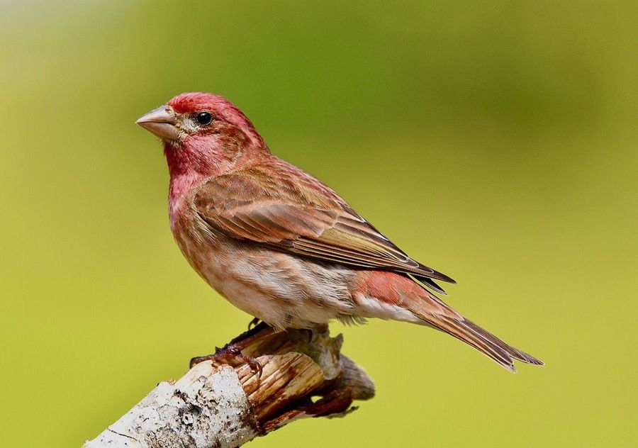 Purple Finch, male, western Washington by Vickie J Anderson is licensed under CC BY-SA 4.0.